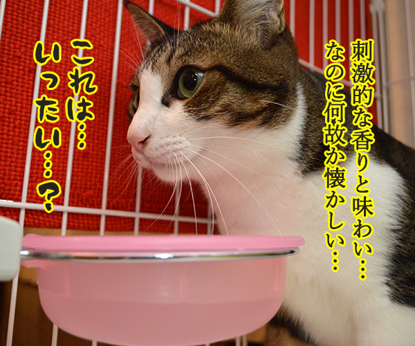 ソムリエ あずき　猫の写真で４コマ漫画　３コマ目ッ