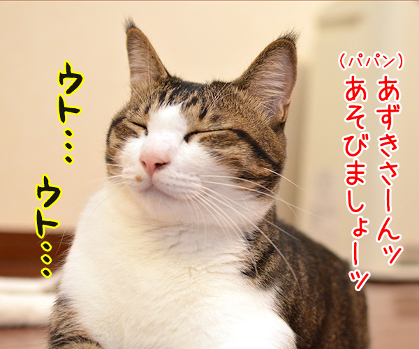 パパンはあずきさんと遊びたいの　猫の写真で４コマ漫画　１コマ目ッ