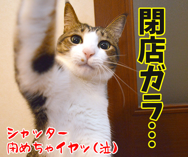 パパンはあずきさんと遊びたいの　猫の写真で４コマ漫画　４コマ目ッ