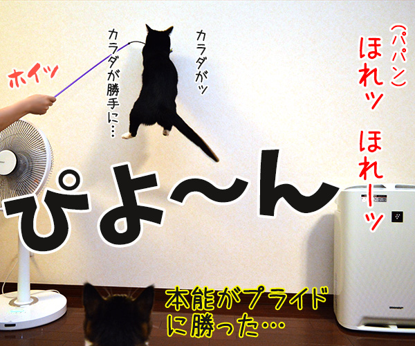 パパンはだいずさんと遊びたいの　猫の写真で４コマ漫画　４コマ目ッ