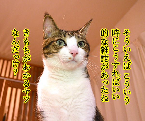 きもちがわかるやつ　猫の写真で４コマ漫画　２コマ目ッ