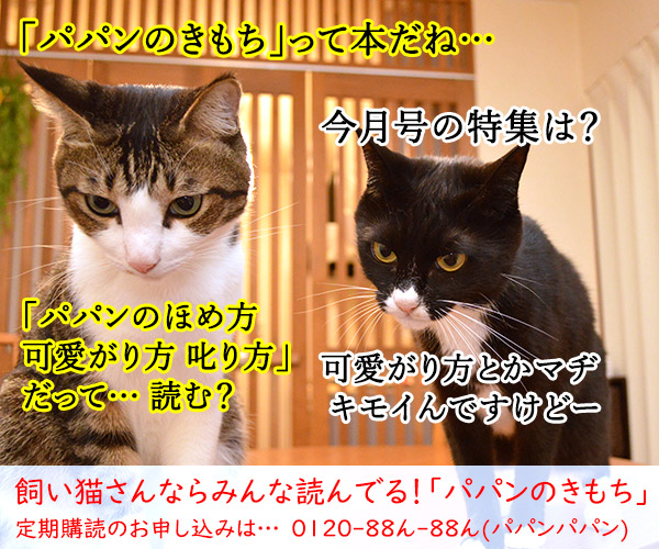 きもちがわかるやつ　猫の写真で４コマ漫画　４コマ目ッ