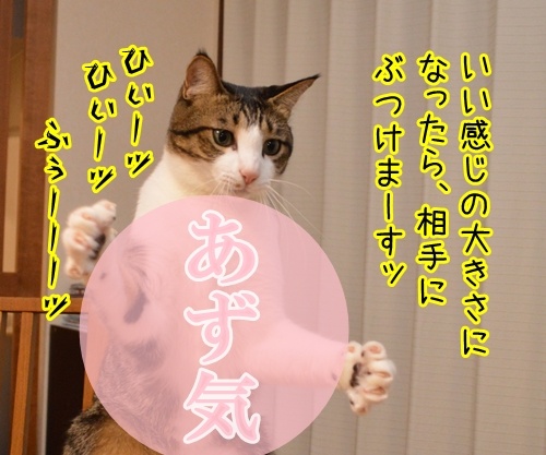 気功師　あずき　其の四（あず気）　猫の写真で４コマ漫画　２コマ目ッ