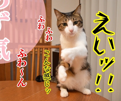 気功師　あずき　其の四（あず気）　猫の写真で４コマ漫画　３コマ目ッ