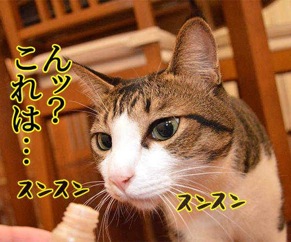 マタタビマイスター　あずき　猫の写真で４コマ漫画　２コマ目ッ