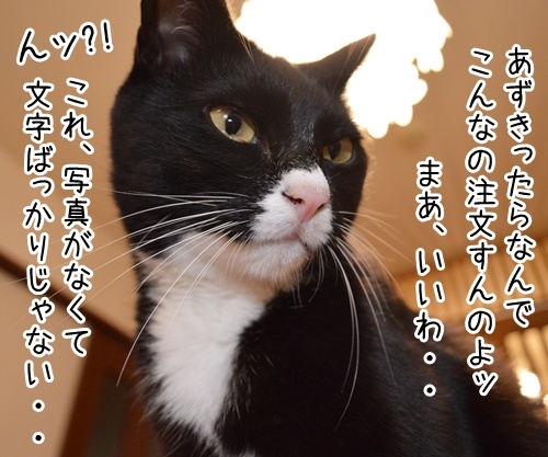 「パパンのきもち」が届いたよ　猫の写真で４コマ漫画　２コマ目ッ