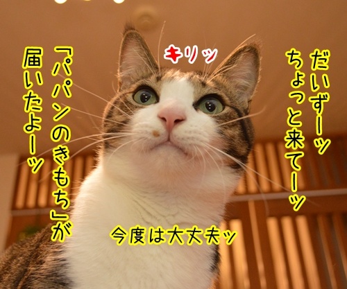 「パパンのきもち」が届いたよ　其の二　猫の写真で４コマ漫画　１コマ目ッ