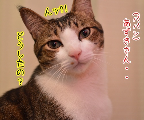 かくかくしかじか　猫の写真で４コマ漫画　１コマ目ッ