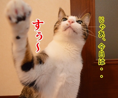 かくかくしかじか　猫の写真で４コマ漫画　３コマ目ッ