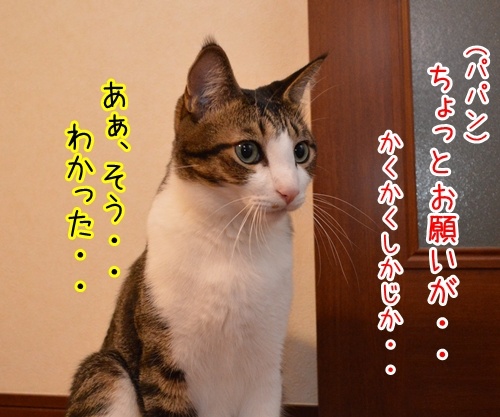 かくかくしかじか　猫の写真で４コマ漫画　２コマ目ッ