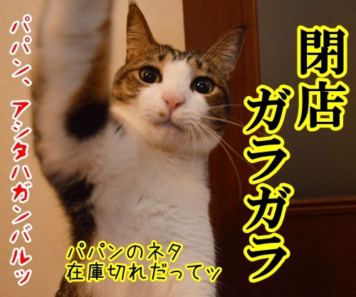 かくかくしかじか　猫の写真で４コマ漫画　４コマ目ッ