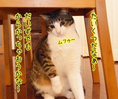 バカが見るブタのケツ　猫の写真で４コマ漫画　１コマ目ッ