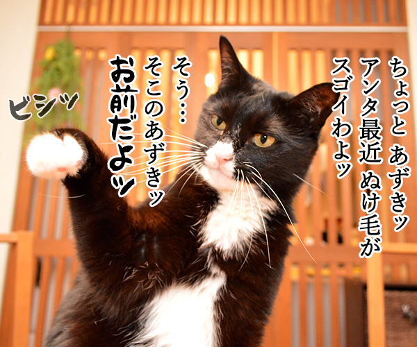 お前もなッ って言われても…　猫の写真で４コマ漫画　１コマ目ッ