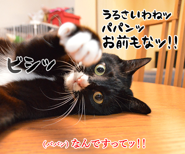 お前もなッ って言われても…　猫の写真で４コマ漫画　３コマ目ッ