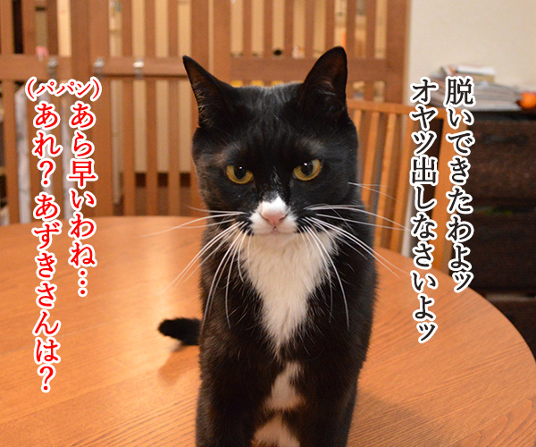 撮影のあとは…　猫の写真で４コマ漫画　２コマ目ッ