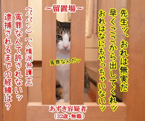 冤罪を許さないッ　～人情派弁護士パパン～　猫の写真で４コマ漫画　１コマ目ッ