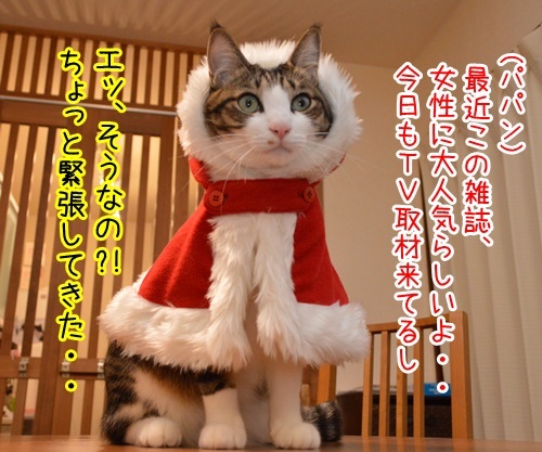 「パパンのきもち」１２月号はクリスマス特大号！！　猫の写真で４コマ漫画　２コマ目ッ