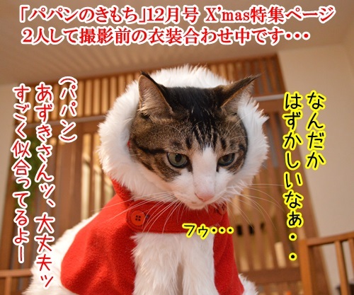 「パパンのきもち」１２月号はクリスマス特大号！！　猫の写真で４コマ漫画　１コマ目ッ