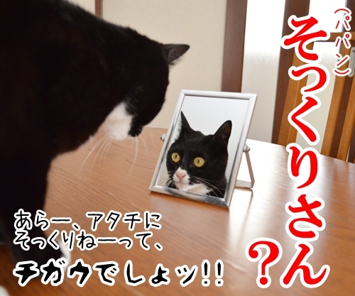 乗せるか？植えるか？パパンの悩み　猫の写真で４コマ漫画　２コマ目ッ