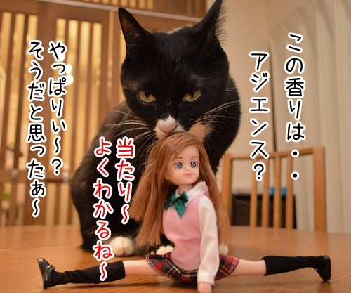 有希子とだいずと○○○　猫の写真で４コマ漫画　３コマ目ッ