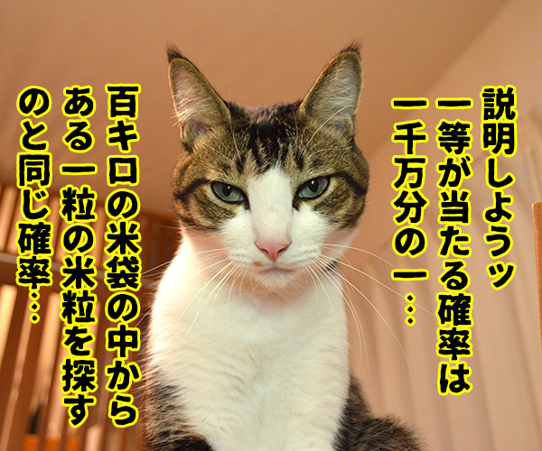 年末ジャンボを買いました　猫の写真で４コマ漫画　３コマ目ッ