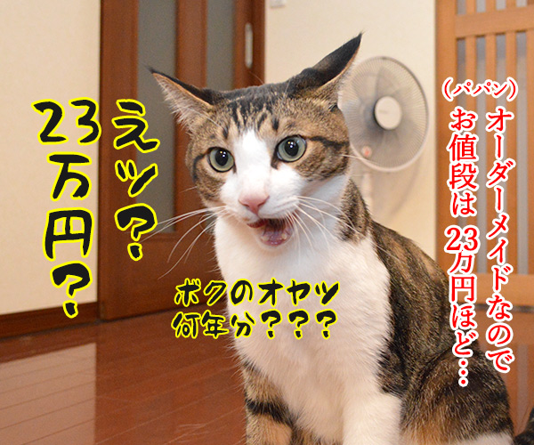 猫さんのキッチン侵入防止策（柵）　猫の写真で４コマ漫画　２コマ目ッ