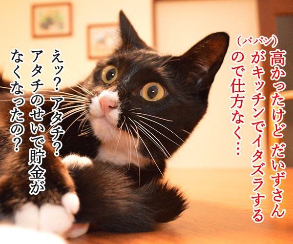 猫のキッチン侵入防止策（柵）　猫さんの写真で４コマ漫画　３コマ目ッ