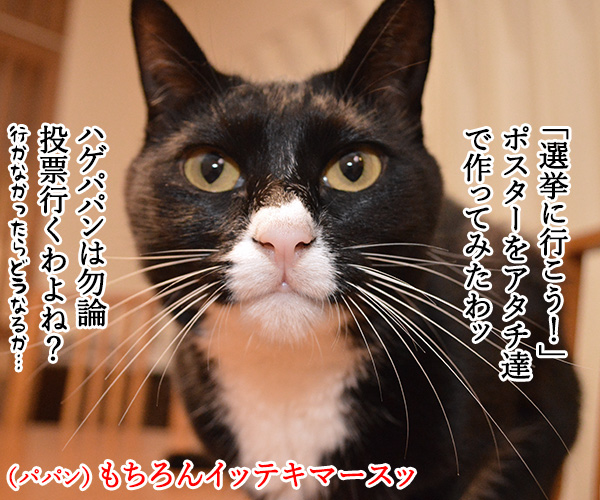 そうだ、選挙にいこう　猫の写真で４コマ漫画　３コマ目ッ