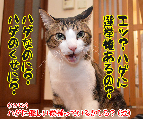 そうだ、選挙にいこう　猫の写真で４コマ漫画　４コマ目ッ