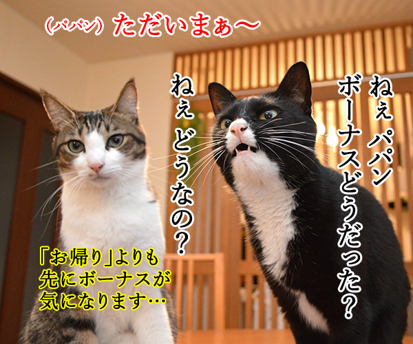 今日はボーナスが出る日　猫の写真で４コマ漫画　１コマ目ッ