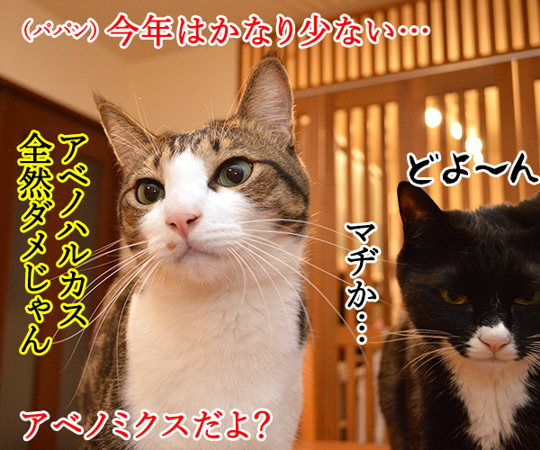 今日はボーナスが出る日　猫の写真で４コマ漫画　２コマ目ッ