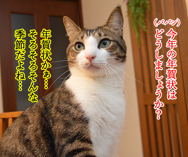 今年の年賀状 どうする？　猫の写真で４コマ漫画　１コマ目ッ