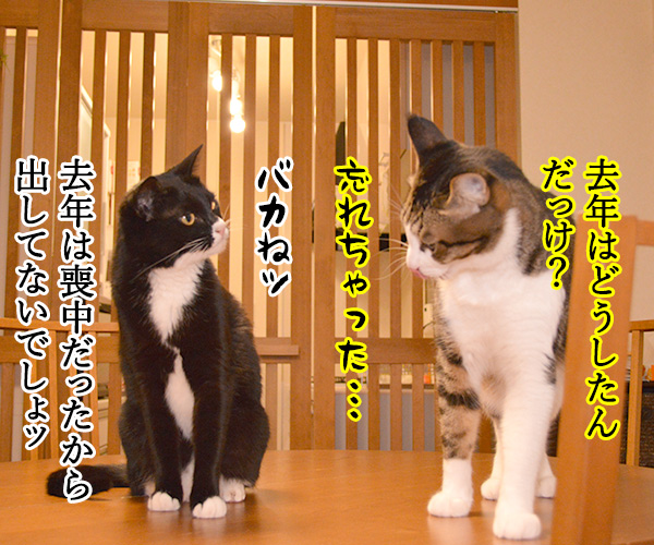 今年の年賀状 どうする？　猫の写真で４コマ漫画　２コマ目ッ