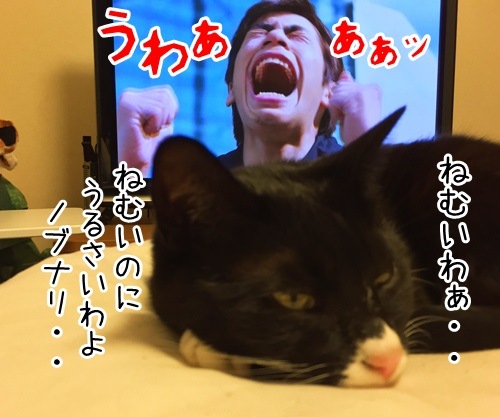 ねむいのにノブナリ　猫の写真で４コマ漫画　１コマ目ッ