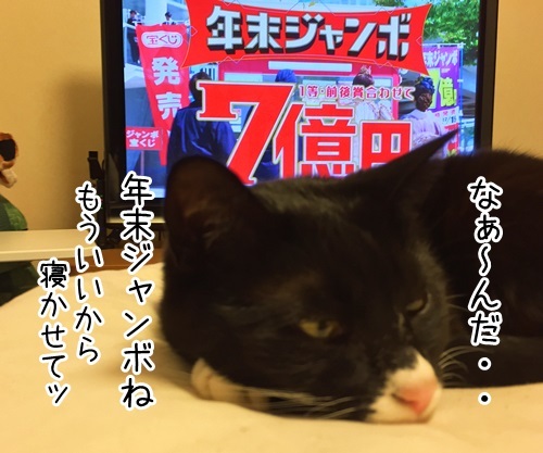 ねむいのにノブナリ　猫の写真で４コマ漫画　２コマ目ッ