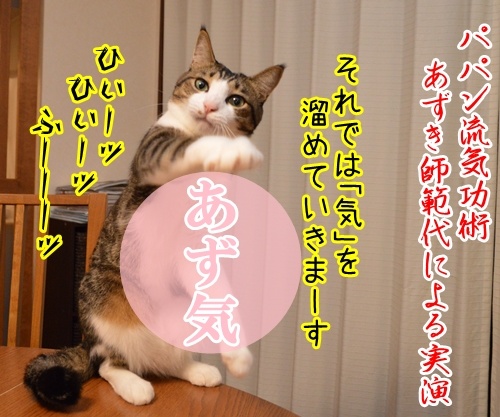 気功師　あずき　其の四（あず気）　猫の写真で４コマ漫画　１コマ目ッ