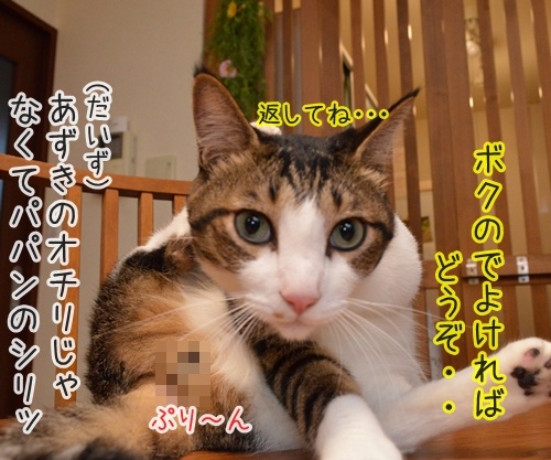 シリ貸してッ　猫の写真で４コマ漫画　２コマ目ッ