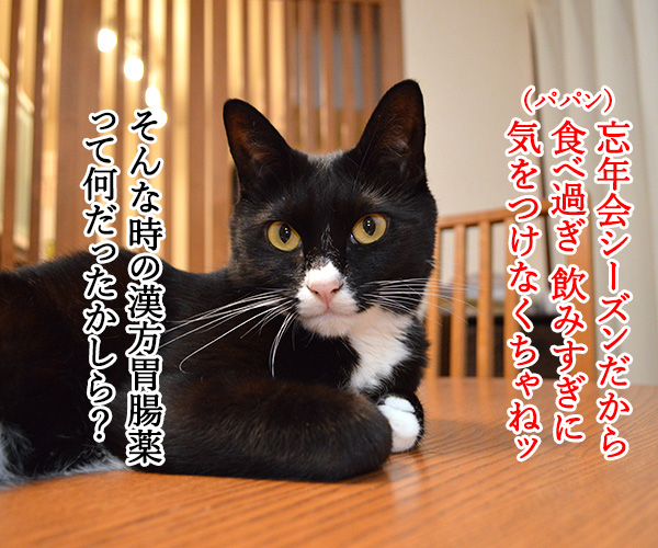 忘年会シーズンの強い味方　猫の写真で４コマ漫画　１コマ目ッ