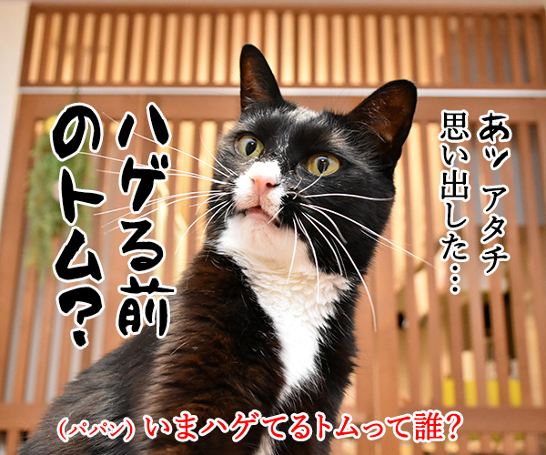 忘年会シーズンの強い味方　猫の写真で４コマ漫画　３コマ目ッ