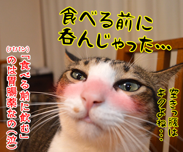 忘年会シーズンの強い味方　猫の写真で４コマ漫画　４コマ目ッ