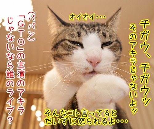 アキラのライブに行ってきた　猫の写真で４コマ漫画　３コマ目ッ