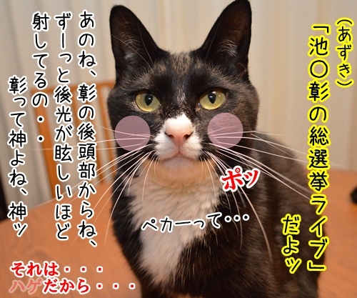 アキラのライブに行ってきた　猫の写真で４コマ漫画　４コマ目ッ