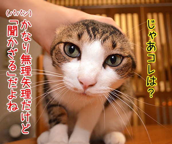 「～ざる」でクイズ　猫の写真で４コマ漫画　２コマ目ッ