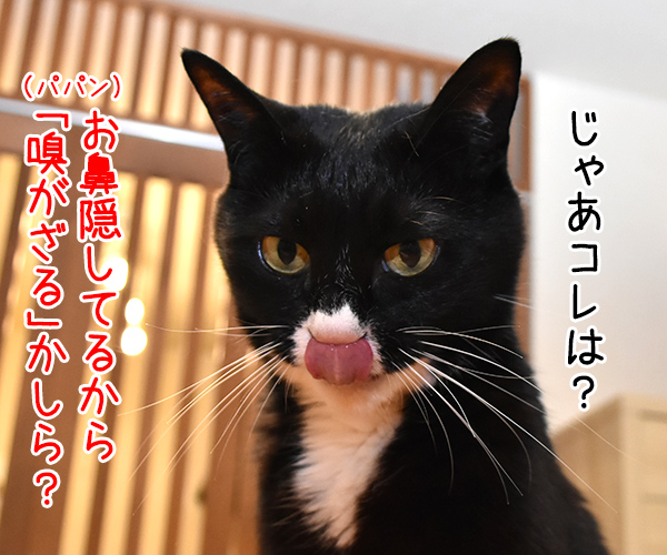 「～ざる」でクイズ　猫の写真で４コマ漫画　３コマ目ッ