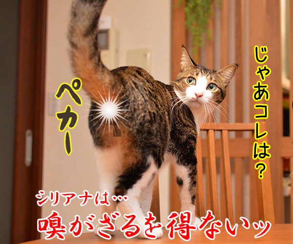 「～ざる」でクイズ　猫の写真で４コマ漫画　４コマ目ッ