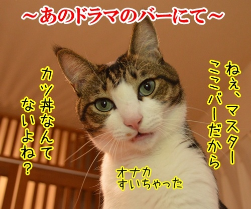 なんでもあるバーにて　猫の写真で４コマ漫画　１コマ目ッ