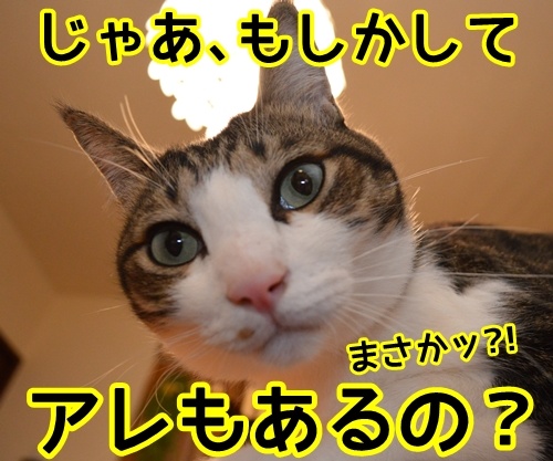 なんでもあるバーにて　猫の写真で４コマ漫画　３コマ目ッ