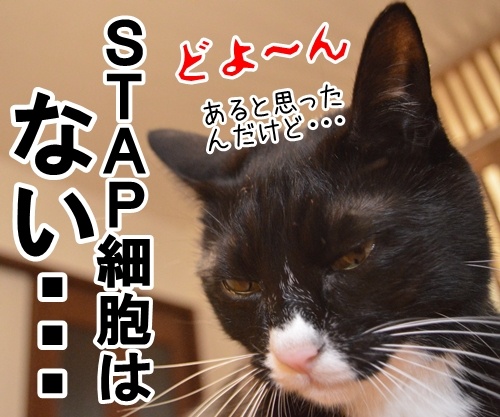 なんでもあるバーにて　猫の写真で４コマ漫画　４コマ目ッ