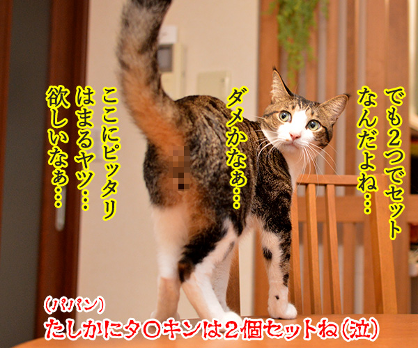 サンタさんへ　プレゼントのお願い(あずきさん)　猫の写真で４コマ漫画　４コマ目ッ