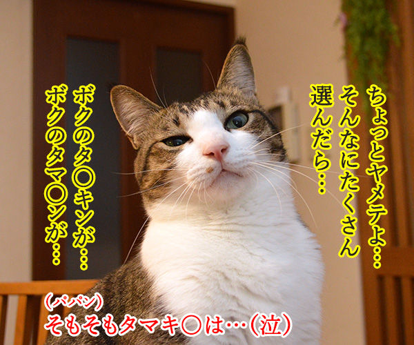 サンタさんへ　プレゼントのお願い（だいずさん）　猫の写真で４コマ漫画　２コマ目ッ